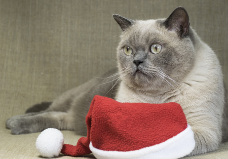 british shorthair catの写真素材