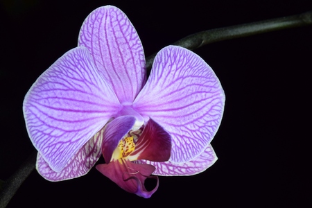 Phalaenopsis flower on a black backgroundの写真素材
