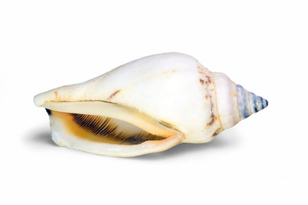 seashell on a white background