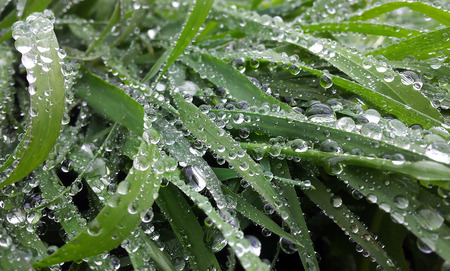 Drops on the grassの写真素材