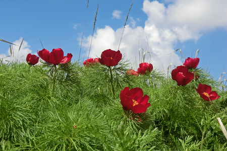 Wild peonies blooming on Bald Mountainの写真素材