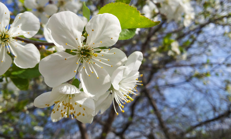 Cherry blossomsの写真素材