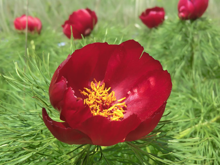 Wild peonies blooming on Bald Mountainの写真素材