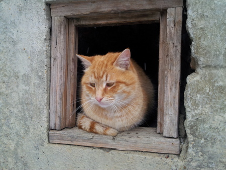 Cat in frameの写真素材