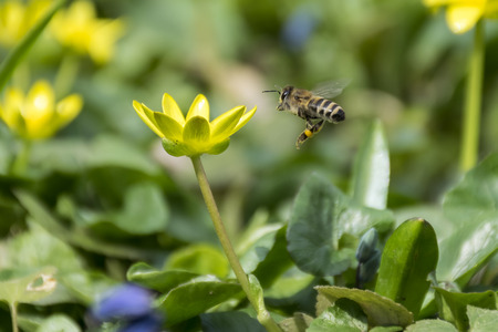 Bee flying to a flowerの写真素材