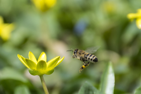 Bee flying to a flowerの写真素材