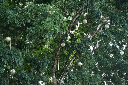 Tree with hanging capiz lamp and LED lights in Antipolo, Philippinesの写真素材