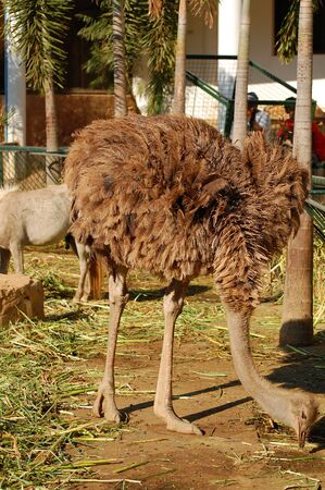 ILOCOS SUR, PH - APR 10: Ostrich at Baluarte Zoo on April 10, 2009 in Vigan, Ilocos Sur. Baluarte Zoo is a zoological park owned by Chavit Singson.のeditorial素材