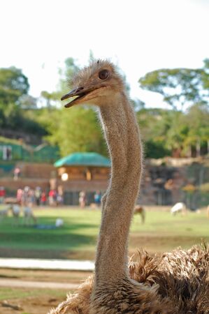 ILOCOS SUR, PH - APR 10: Ostrich at Baluarte Zoo on April 10, 2009 in Vigan, Ilocos Sur. Baluarte Zoo is a zoological park owned by Chavit Singson.のeditorial素材