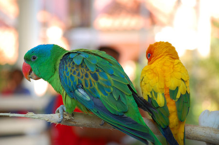 ILOCOS SUR, PH - APR 10: Parrots at Baluarte Zoo on April 10, 2009 in Vigan, Ilocos Sur. Baluarte...