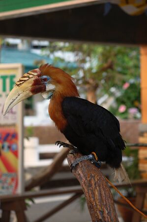 ILOCOS SUR, PH - APR 10: Hornbill bird at Baluarte Zoo on April 10, 2009 in Vigan, Ilocos Sur. Baluarte Zoo is a zoological park owned by Chavit Singson.のeditorial素材