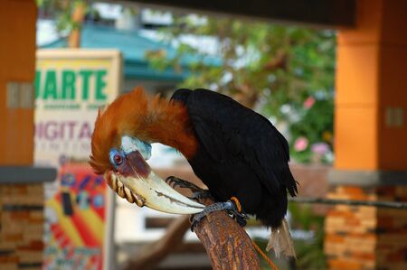 ILOCOS SUR, PH - APR 10: Hornbill bird at Baluarte Zoo on April 10, 2009 in Vigan, Ilocos Sur. Baluarte Zoo is a zoological park owned by Chavit Singson.のeditorial素材