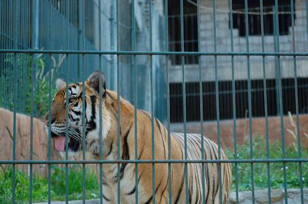 ILOCOS SUR, PH - APR 10: Caged tiger at Baluarte Zoo on April 10, 2009 in Vigan, Ilocos Sur. Baluarte Zoo is a zoological park owned by Chavit Singson.のeditorial素材