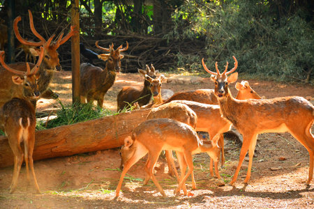 BANGKOK, TH - DEC 13: Deers at Dusit Zoo on December 13, 2016 in Khao Din Park, Bangkok, Thailand. Dusit Zoo is the oldest zoo in Bangkok, Thailand.のeditorial素材
