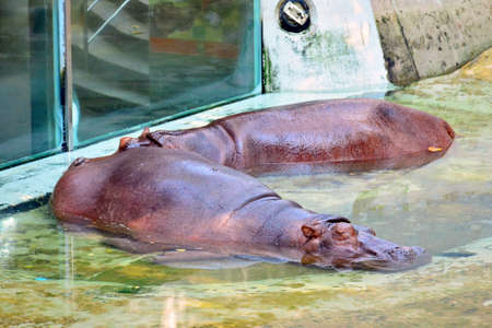 BANGKOK, TH - DEC 13: Hippopotamus soaked in water at Dusit Zoo on December 13, 2016 in Khao Din Park, Bangkok, Thailand. Dusit Zoo is the oldest zoo in Bangkok, Thailand.のeditorial素材