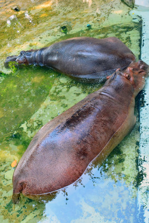 BANGKOK, TH - DEC 13: Hippopotamus soaked in water at Dusit Zoo on December 13, 2016 in Khao Din Park, Bangkok, Thailand. Dusit Zoo is the oldest zoo in Bangkok, Thailand.のeditorial素材