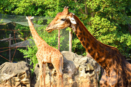 BANGKOK, TH - DEC 13: Giraffe at Dusit Zoo on December 13, 2016 in Khao Din Park, Bangkok, Thailand. Dusit Zoo is the oldest zoo in Bangkok, Thailand.のeditorial素材