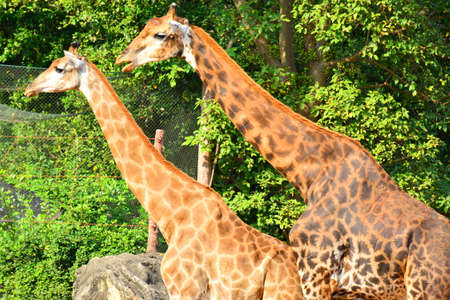 BANGKOK, TH - DEC 13: Giraffe at Dusit Zoo on December 13, 2016 in Khao Din Park, Bangkok, Thailand. Dusit Zoo is the oldest zoo in Bangkok, Thailand.のeditorial素材
