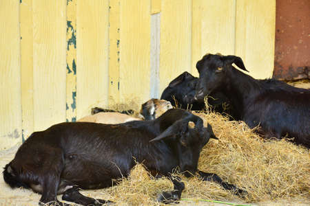 BANGKOK, TH - DEC 13: Goat at Dusit Zoo on December 13, 2016 in Khao Din Park, Bangkok, Thailand. Dusit Zoo is the oldest zoo in Bangkok, Thailand.のeditorial素材
