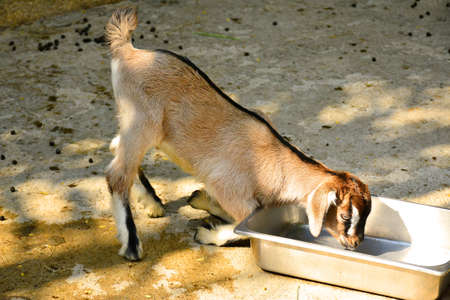 BANGKOK, TH - DEC 13: Goat at Dusit Zoo on December 13, 2016 in Khao Din Park, Bangkok, Thailand. Dusit Zoo is the oldest zoo in Bangkok, Thailand.のeditorial素材
