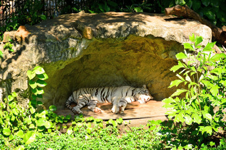 BANGKOK, TH - DEC 13: White tiger at Dusit Zoo on December 13, 2016 in Khao Din Park, Bangkok, Thailand. Dusit Zoo is the oldest zoo in Bangkok, Thailand.のeditorial素材