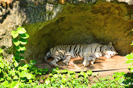 BANGKOK, TH - DEC 13: White tiger at Dusit Zoo on December 13, 2016 in Khao Din Park, Bangkok, Thailand. Dusit Zoo is the oldest zoo in Bangkok, Thailand.のeditorial素材