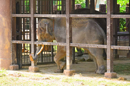 BANGKOK, TH - DEC 13: Caged elephant at Dusit Zoo on December 13, 2016 in Khao Din Park, Bangkok, Thailand. Dusit Zoo is the oldest zoo in Bangkok, Thailand.のeditorial素材