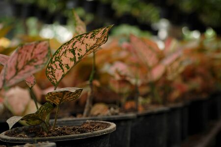Plant put on garden pot in Quezon City, Philippinesの写真素材