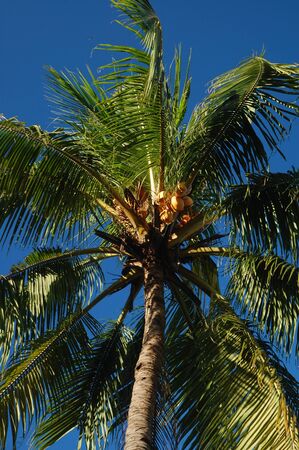 Coconut tree with leaves and fruit in the Philippinesの写真素材