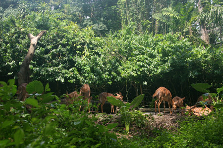 Deers at Singapore Zoo in Mandai Lake, Singapore. Singapore Zoo houses 315 species of animal and attracts about 1.6 million visitors each year.のeditorial素材