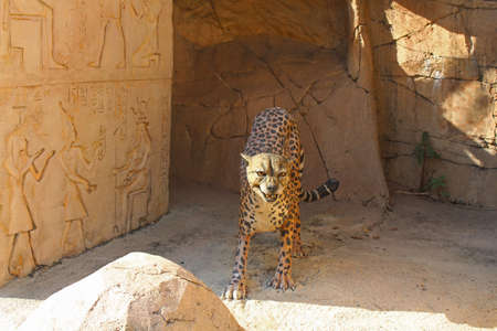 SENTOSA, SG - OCT. 19: Leopard statue at Universal Studios Singapore on October 19, 2016 in Sentosa, Singapore.のeditorial素材