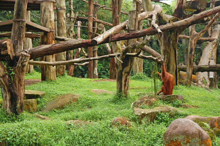 MANDAI, SG - APR 6 - Singapore Zoo orangutan at the logs on April 6, 2012 in Mandai, Singapore.のeditorial素材