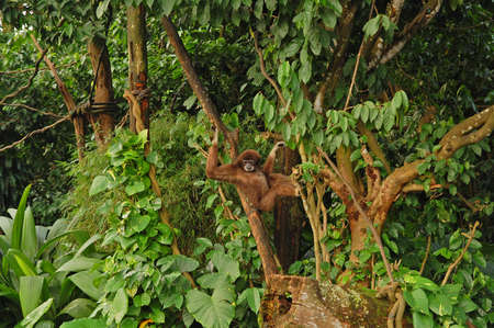 MANDAI, SG - APR 6 - Singapore Zoo white handed gibbon at trees on April 6, 2012 in Mandai, Singapore.のeditorial素材