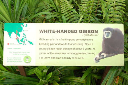 MANDAI, SG - APR 6 - Singapore Zoo white handed gibbon sign on April 6, 2012 in Mandai, Singapore.のeditorial素材