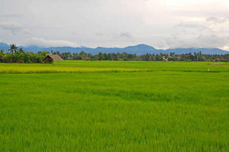 AKLAN, PH - SEPT 11 - Grass fields on September 11, 2012 in Aklan, Philippines.のeditorial素材