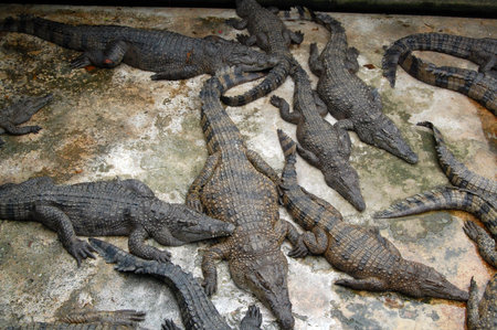 PALAWAN, PH - NOV 28 - Crocodiles rescued at center on November 28, 2009 in Puerto Princesa,...