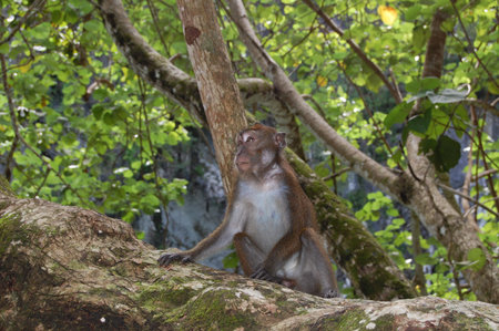PALAWAN, PH -  NOV 29 - Monkey on tree at Puerto Princesa Subterranean river national park...