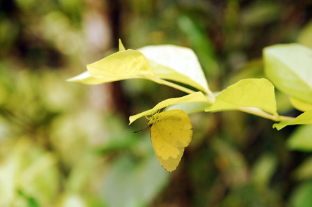 BOHOL, PH - SEPT 1 - Yellow butterfly on leaves at Habitat Butterflies Conservation Center on...