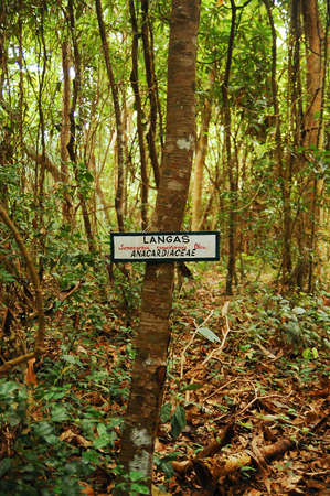CAMIGUIN, PH - FEB 4 - Mantigue island nature park langas tree on February 4, 2013 in Camiguin, Philippines.のeditorial素材
