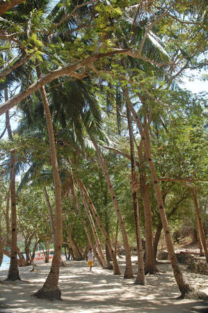 PALAWAN, PH - MARCH 8 - Calumbuyan island coconut trees on March 8, 2012 in Coron, Palawan, Philippines.のeditorial素材