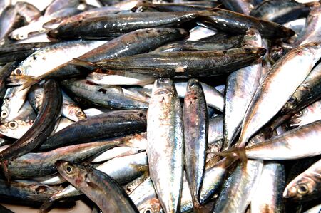 Raw fish fresh catch from sea selling in public marketの写真素材