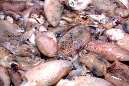 Raw squid fresh catch from sea selling in public market