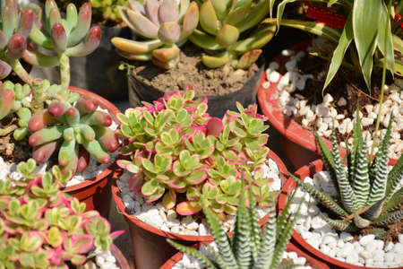 Green leaves plants lucky charm as part of Chinese beliefの写真素材