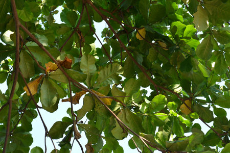 Green tree leaves on tree branches in the Philippine province