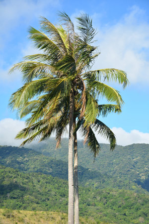 Coconut tree with leaves and fruit in the Philippines