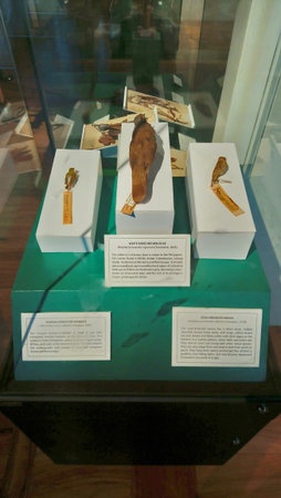 MANILA, PH - JUNE 24 - National museum of natural history birds on June 24, 2018 in Manila,...