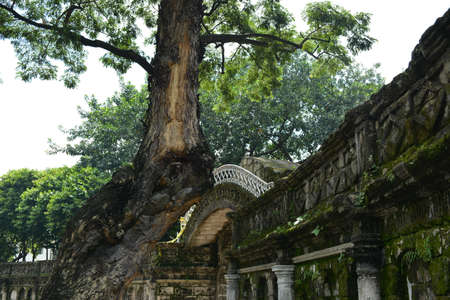 MANILA, PH - OCT 20 - Paco Park tree and pathway on October 20, 2018 in Manila, Philippines. Paco Park is a recreational garden and was once a cemetery during Spanish periodのeditorial素材