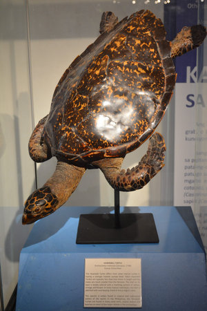 MANILA, PH - OCT 20 - National museum of natural history hawksbill turtle on October 20, 2018 in...