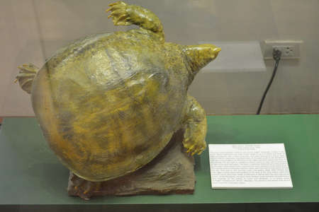 MANILA, PH - OCT 20 - National museum of natural history giant softshell turtle on October 20, 2018 in Manila, Philippines.のeditorial素材
