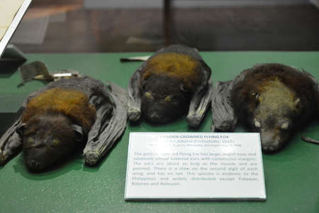 MANILA, PH - OCT 20 - National museum of natural history flying fox on October 20, 2018 in Manila, Philippines.のeditorial素材
